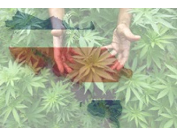 Чем интересно национальным коноплеводам наложенное президентское вето на закон, регламентирующий использование медицинской конопли в Коста-Рике