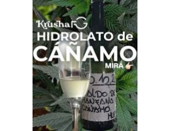 Изюминка “Festival de la Sidra” – каннабиноидная “Primavera”