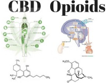 Доступ к CBD продукции приводит к снижению количества рецептов на опиоиды