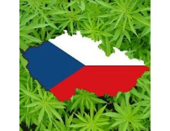 В аптеках Чехии начались продажи лечебной конопли, выращенной в рамках государственного заказа
