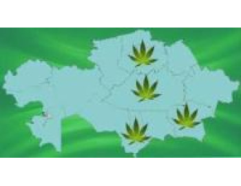 Развитие коноплеводства в Казахстане