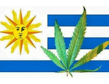 В Уругвае производители cannabisa перепрофилируются на выращивание технической конопли