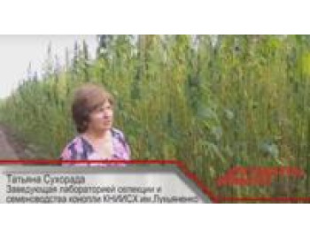 Конопля в законе. Как легально заработать на запретном растении
