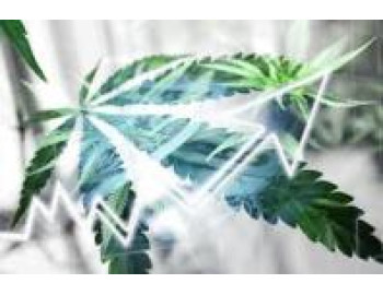 Отдельные штрихи тенденций конопляного рынка 2020 года