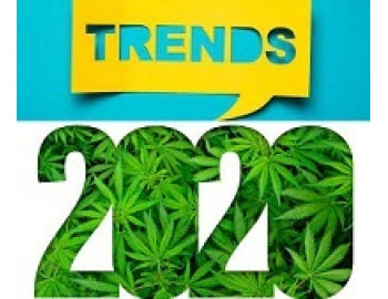 Уже проявляемые тенденции коноплеводства в 2020 году