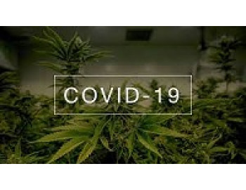 Терапевтически активные элементы конопли перспективны для лечения COVID 19