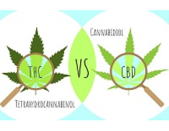 CBD является ингибитором THC