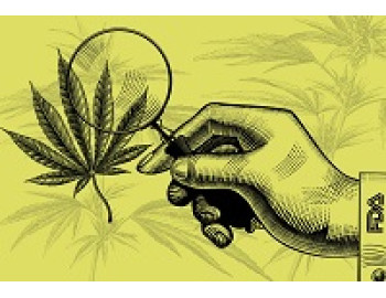 FDA не признает CBD полного спектра в качестве пищевой добавки